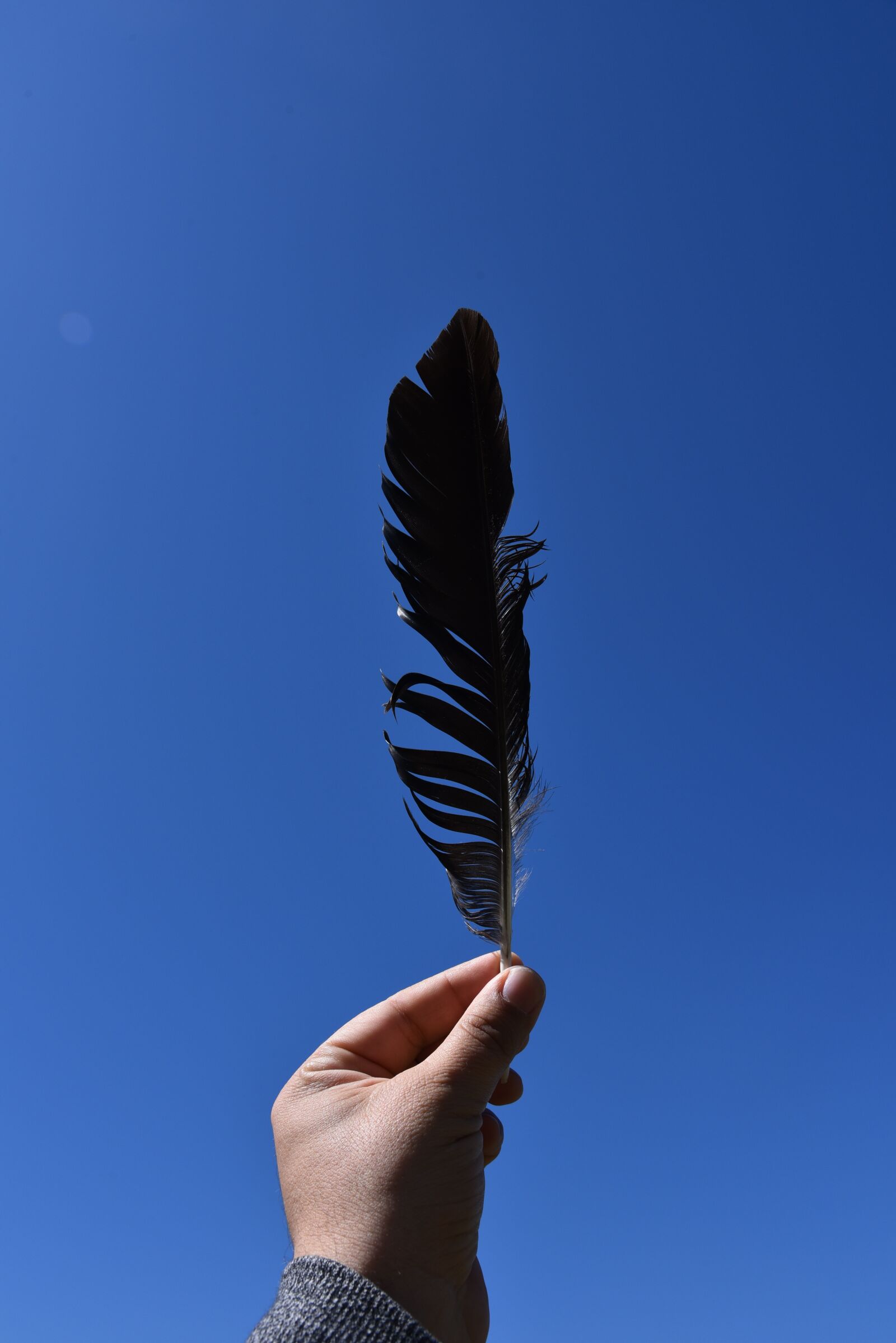 Nikon D750 sample photo. Feather, hand, wing photography