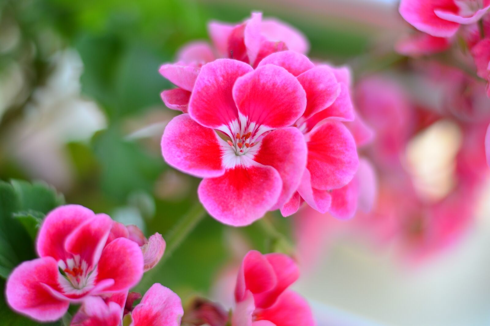 Nikon D5100 sample photo. Flower, macro, nature photography