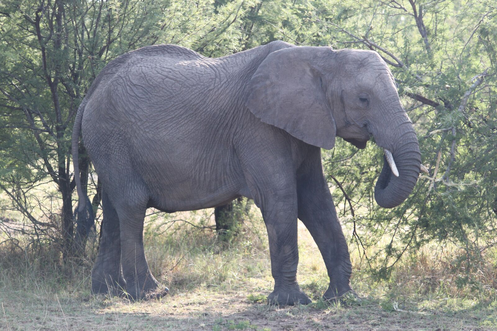 Canon EOS 500D (EOS Rebel T1i / EOS Kiss X3) sample photo. Elephant, africa, safari photography