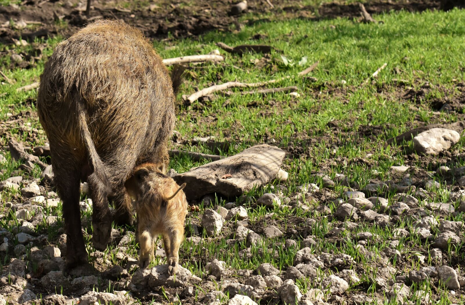 Nikon D7200 sample photo. Wild boars, small pigs photography