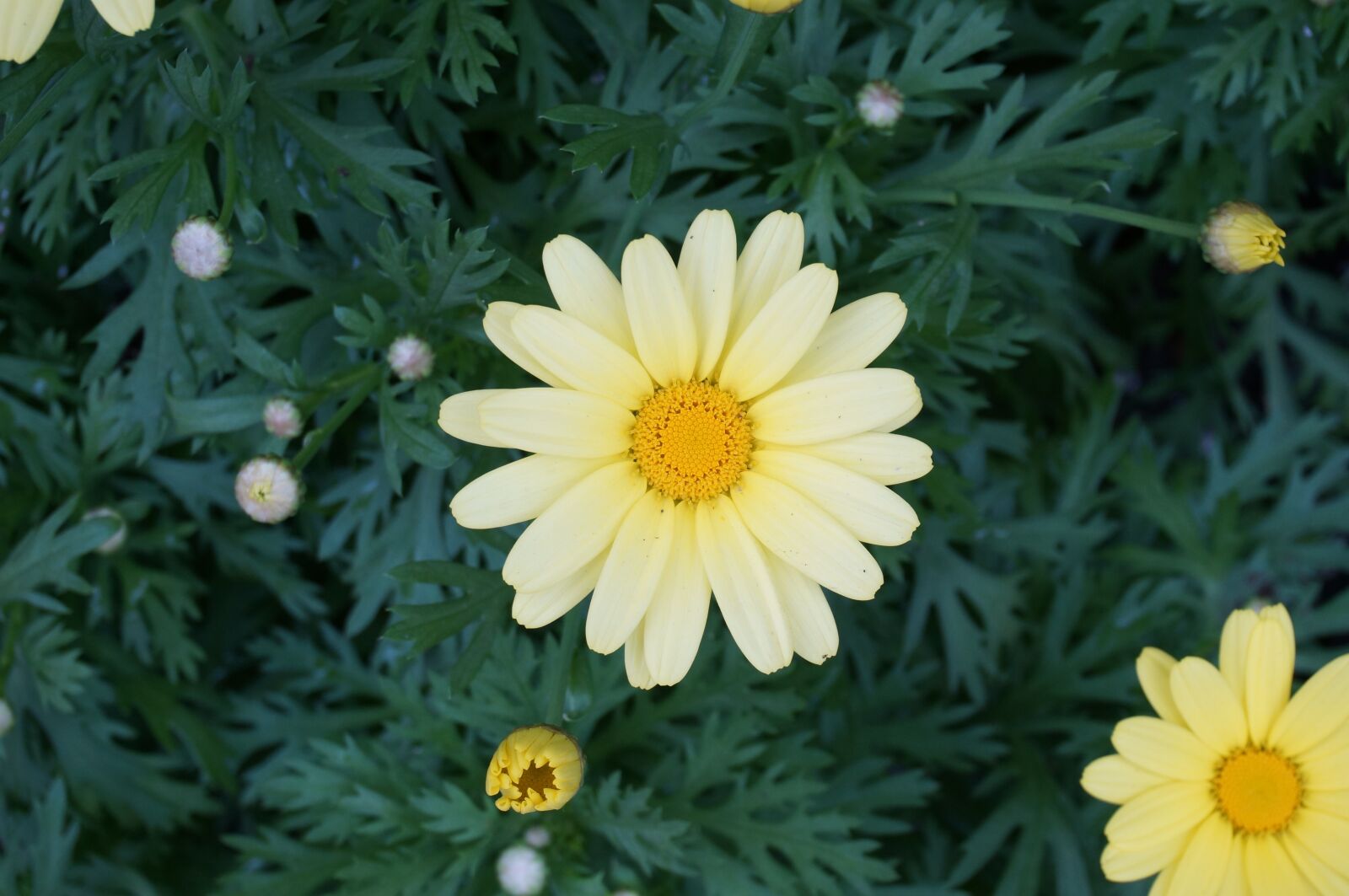 Sony Alpha NEX-6 + Sony E 16-50mm F3.5-5.6 PZ OSS sample photo. Flower, daisy, yellow photography