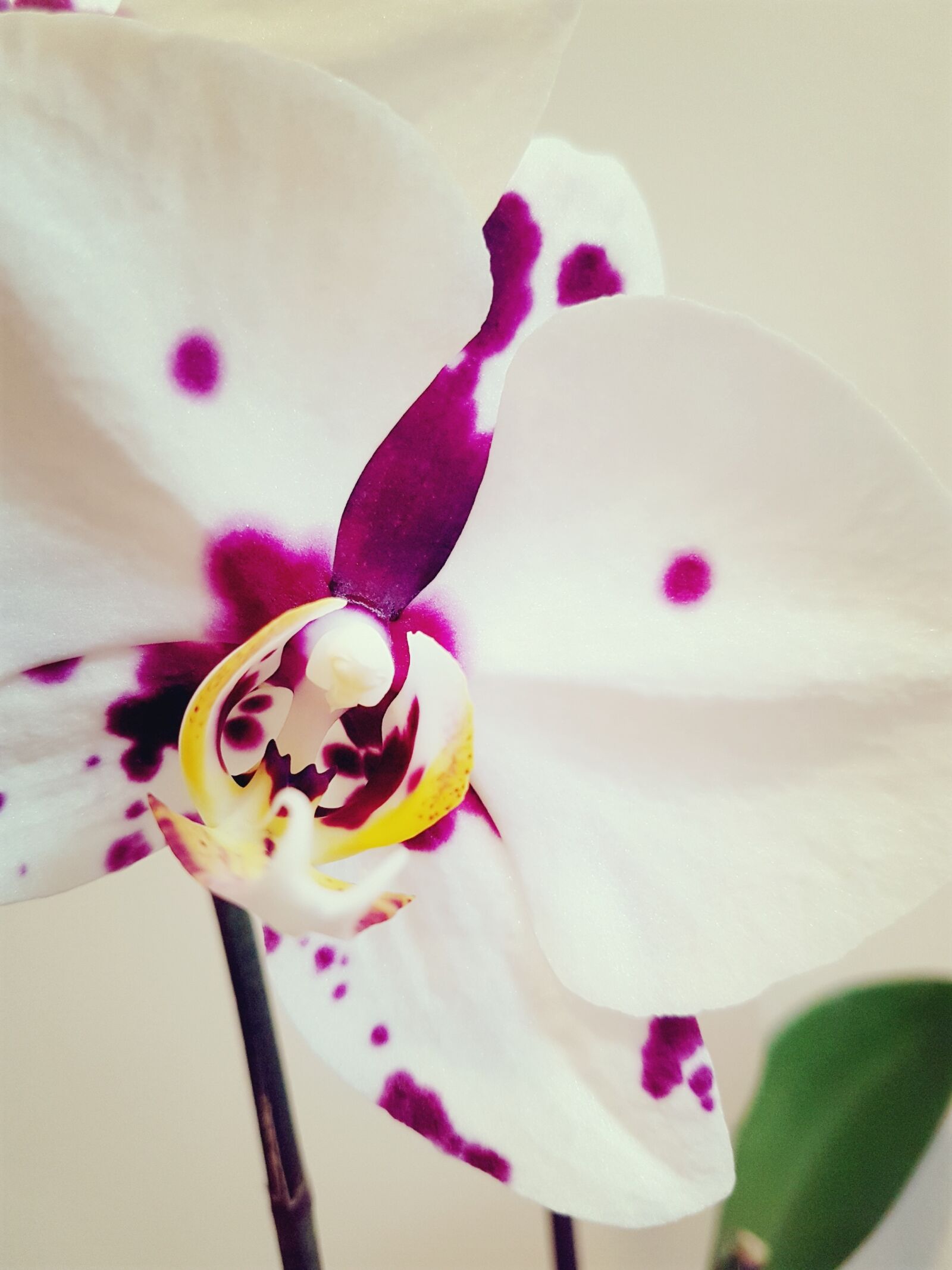 Samsung Galaxy S7 Edge sample photo. Orchid, ocean phalaenopsis, flower photography