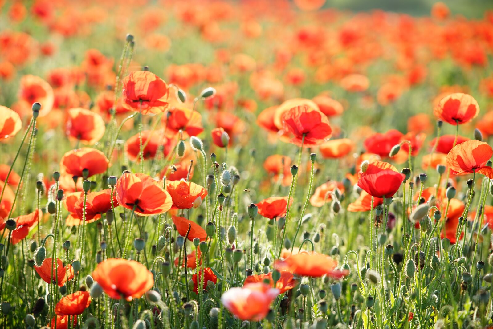 Sony FE 24-105mm F4 G OSS sample photo. Poppy, grass, dew photography
