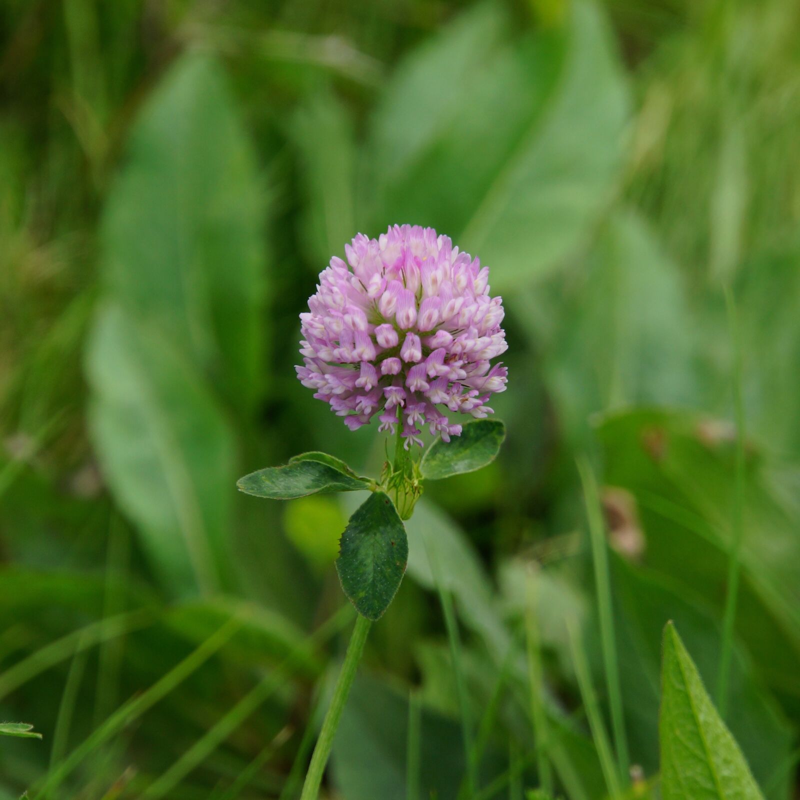 Sony E 18-200mm F3.5-6.3 OSS sample photo. Clover, red clover, herb photography