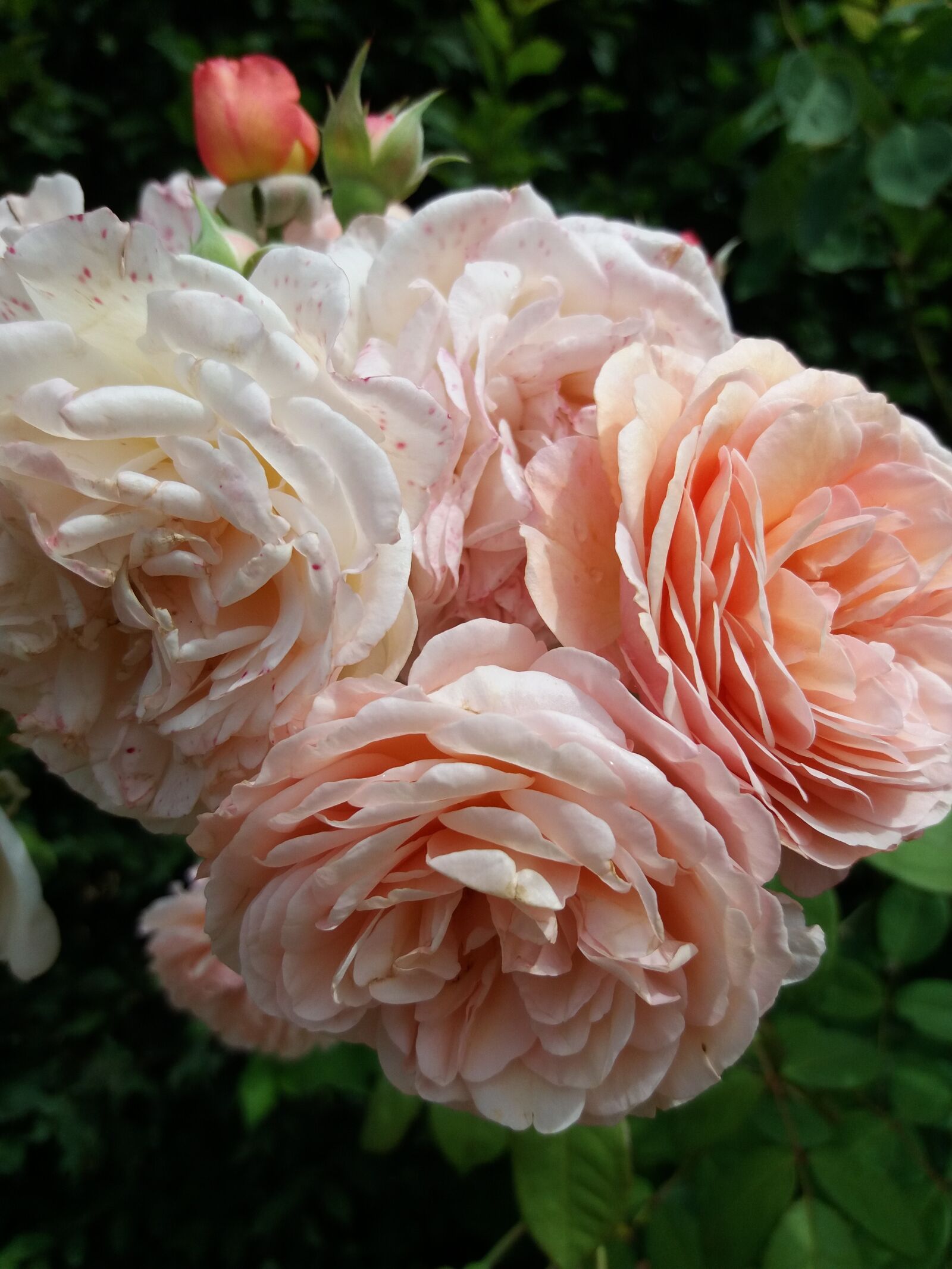 Samsung Galaxy J5(2016) sample photo. Flowers, pink, nature photography