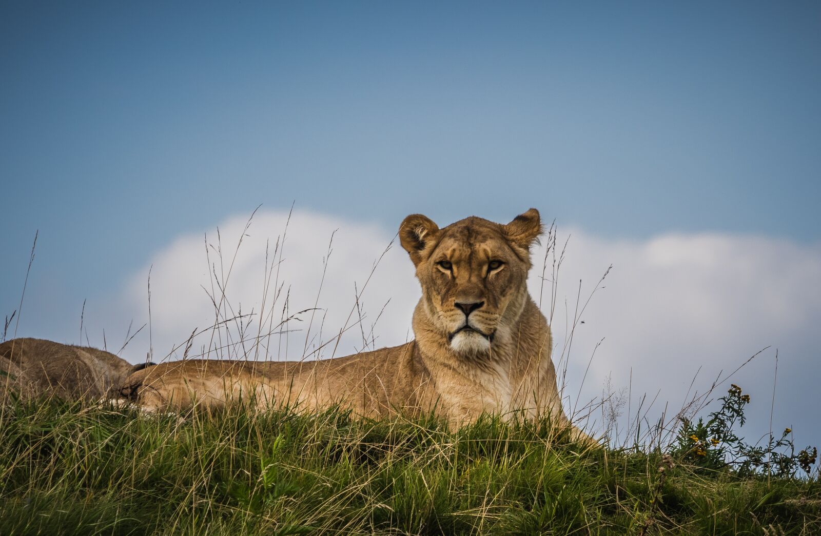 Canon EF 70-200mm F2.8L USM sample photo. Lion, lioness, nature photography