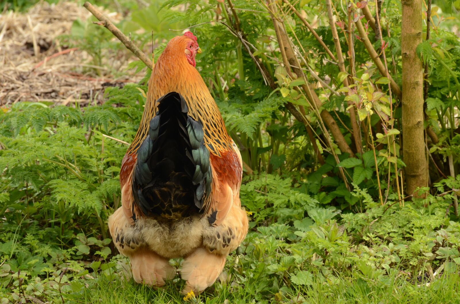 Nikon D7000 sample photo. Haan, bird, cackle photography