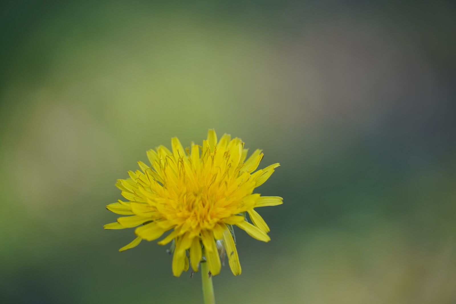 Sony a6400 sample photo. Dandelion, yellow, spring photography