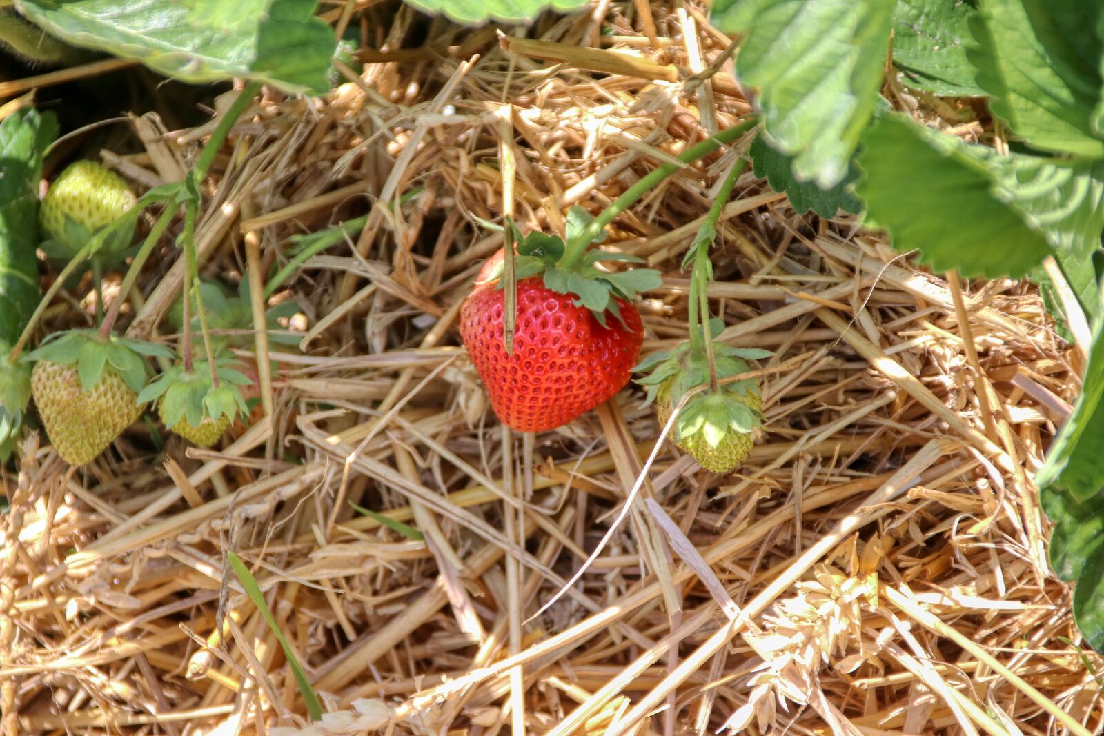 Canon EOS 80D sample photo. Strawberry, berries, fruit photography