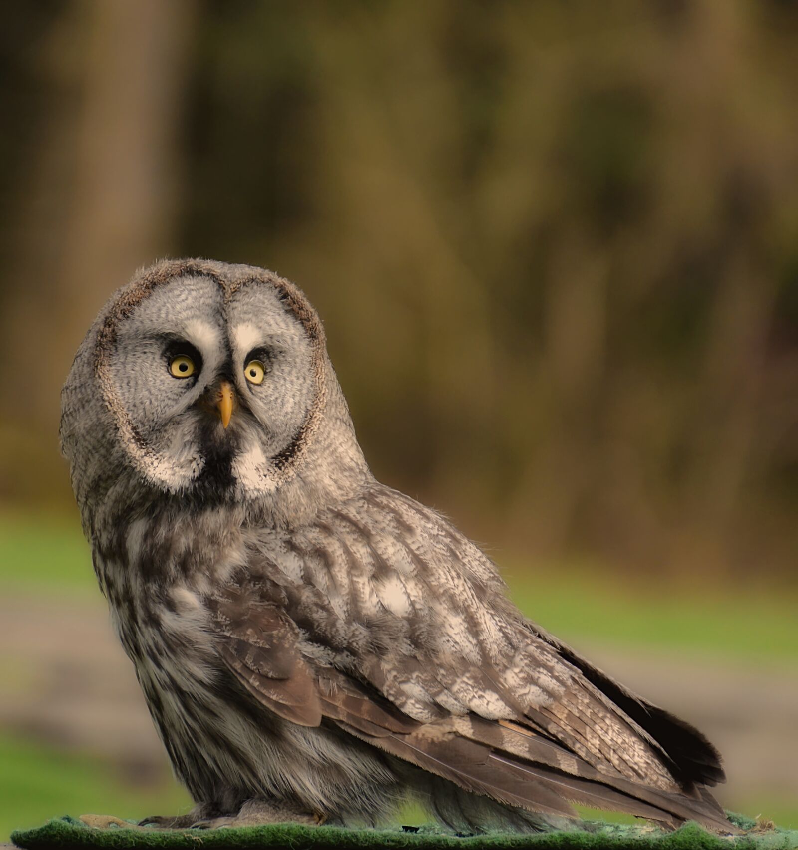 Nikon D3200 sample photo. Bart owl, owl, bird photography