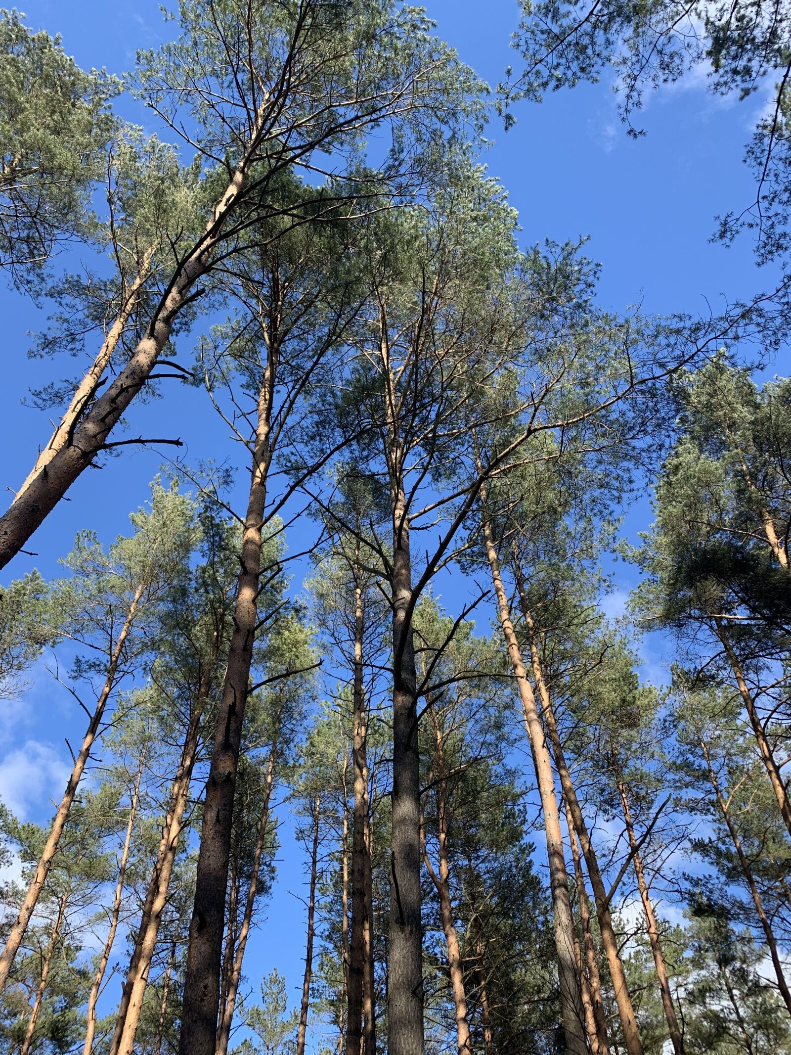 Apple iPhone XS Max sample photo. Tree, forest, sky photography