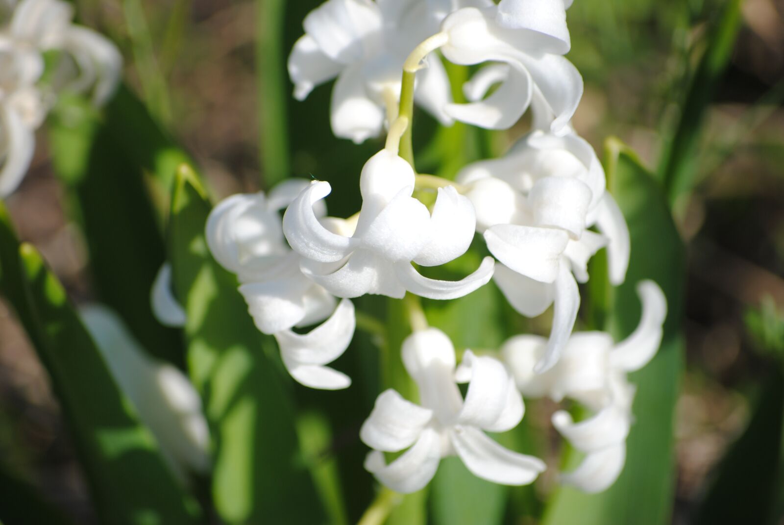 Nikon D3000 sample photo. Flowers, colors, spring photography