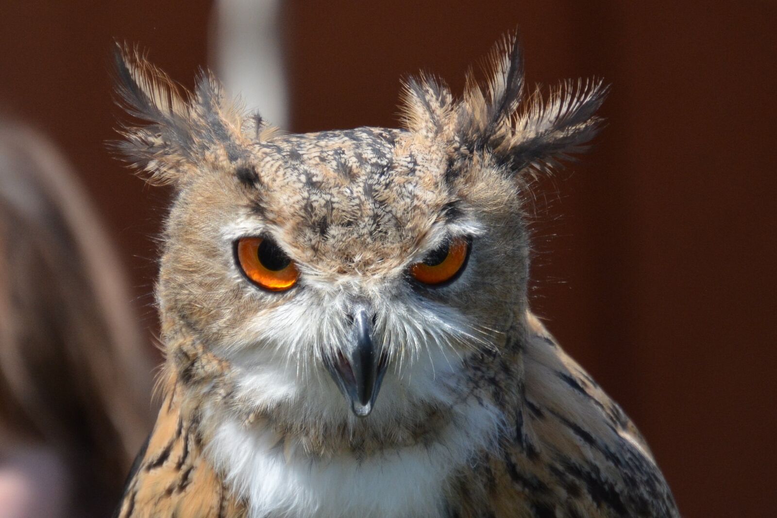 Nikon D5200 sample photo. Owl, bird, wild bird photography