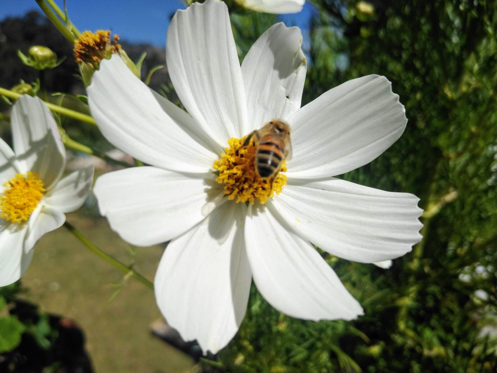 Motorola moto e(5) plus sample photo. White flower, beautiful flower photography