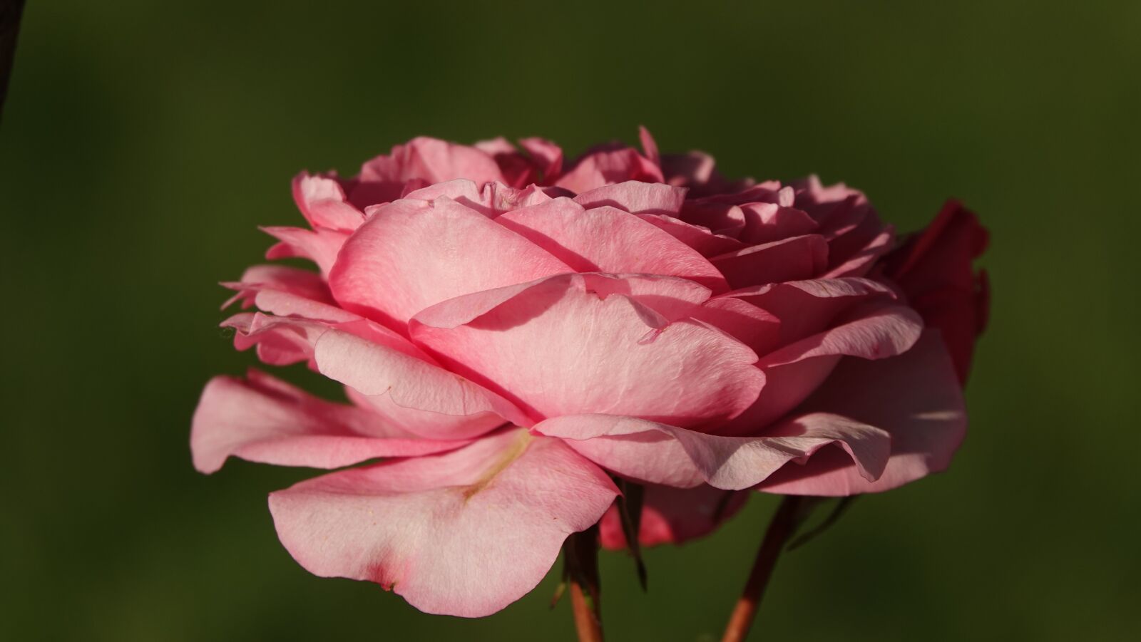 Sony Cyber-shot DSC-RX10 IV sample photo. Pink, sunset, france photography