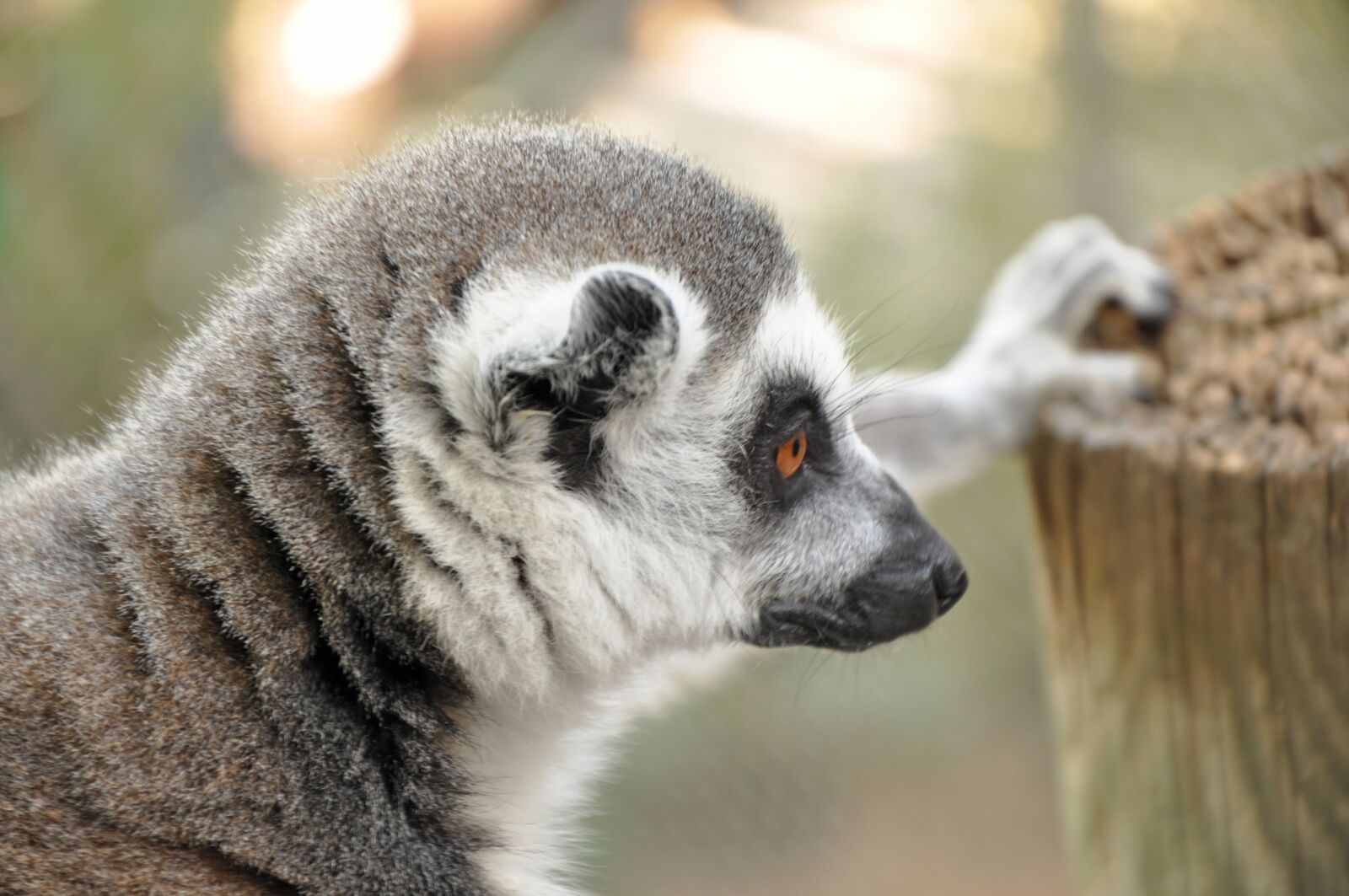Nikon D90 sample photo. Lemur, animal, zoo photography