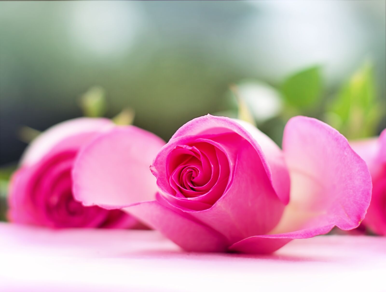 Canon EF 50mm F1.4 USM sample photo. Pink roses, roses, flowers photography