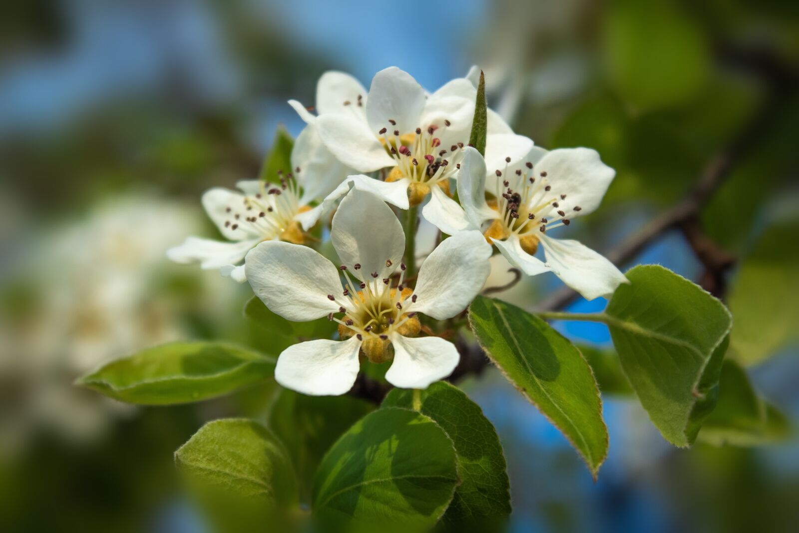 Canon EOS 1300D (EOS Rebel T6 / EOS Kiss X80) sample photo. Apple blossom, bloom, flowers photography