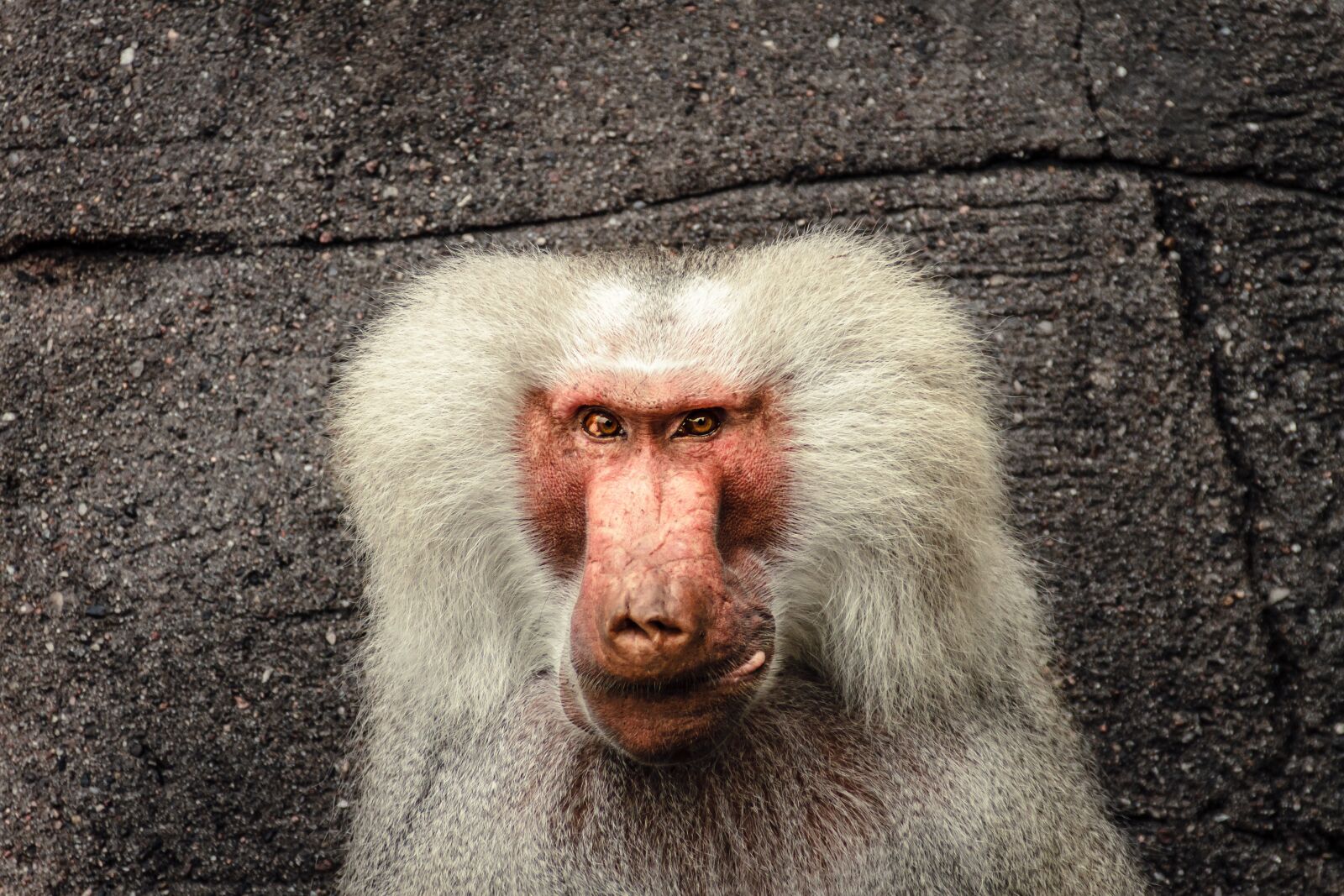 Canon EOS 7D sample photo. Baboon, papio, hamadryas photography
