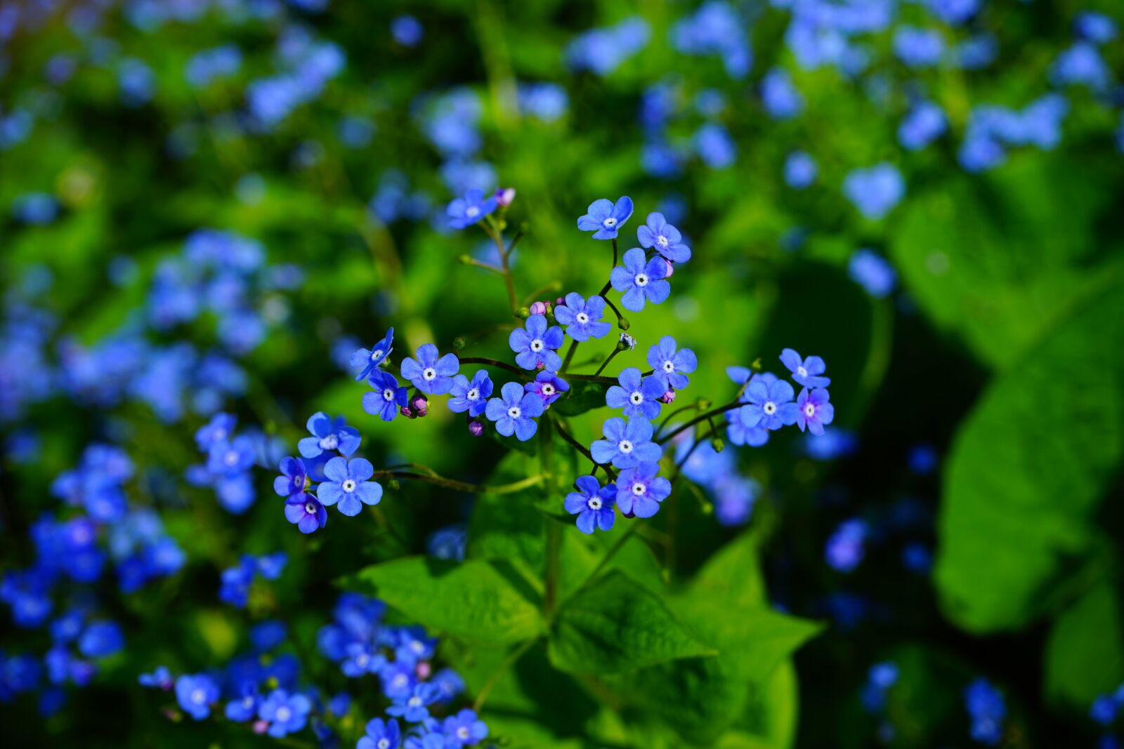 Sony a7 sample photo. Forget me not, brunnera photography