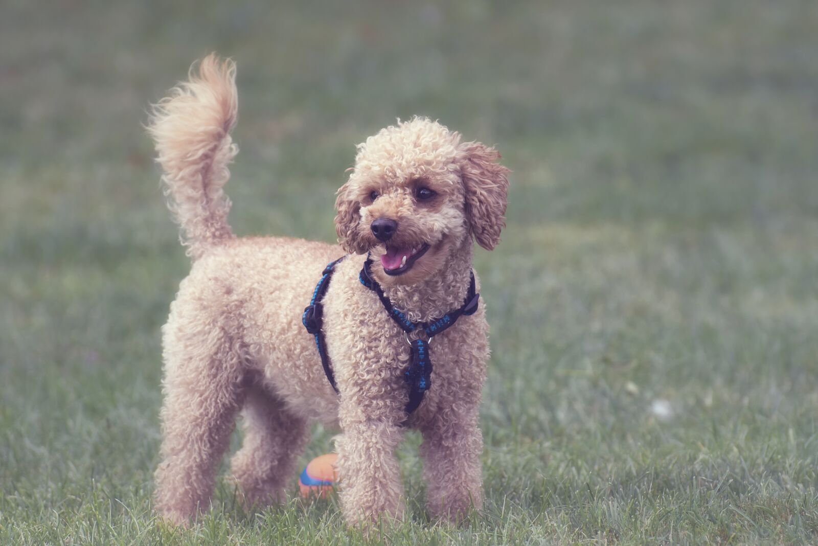 Nikon D7200 sample photo. Poodle, dog, pet photography