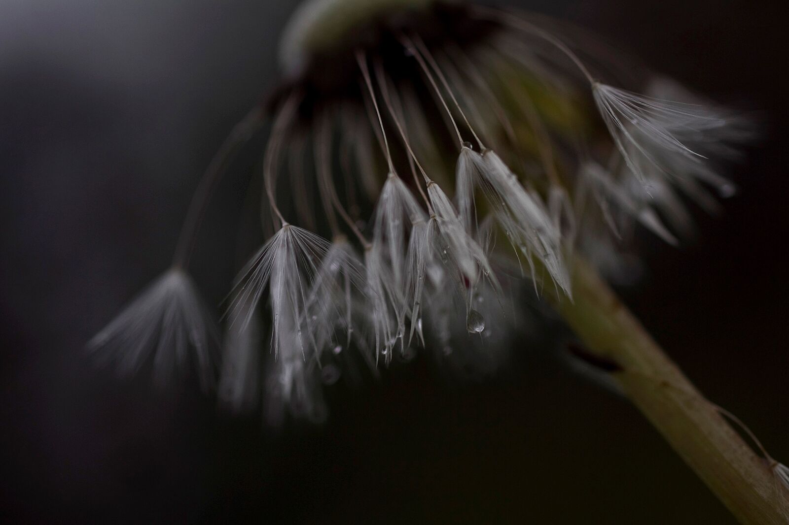 Sigma 50mm f/2.8 EX sample photo. Dandelion, dandelion, seeds, flower photography