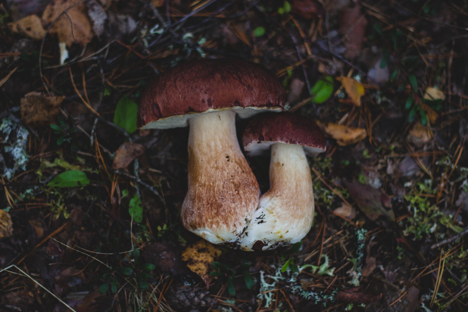 Canon EOS 600D (Rebel EOS T3i / EOS Kiss X5) + Canon EF 50mm F1.8 II sample photo. 2, mushroom, on, land photography