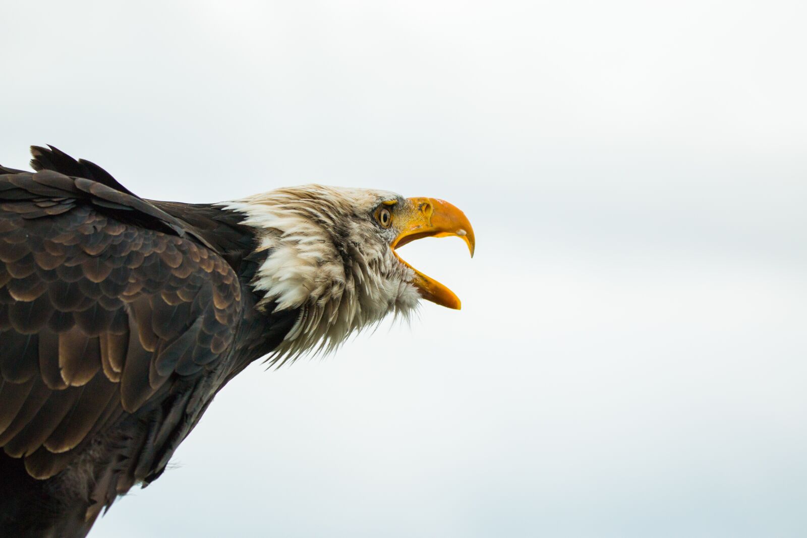 150-600mm F5-6.3 DG OS HSM | Contemporary 015 sample photo. Bald eagle, haliaeetus leucocephalus photography