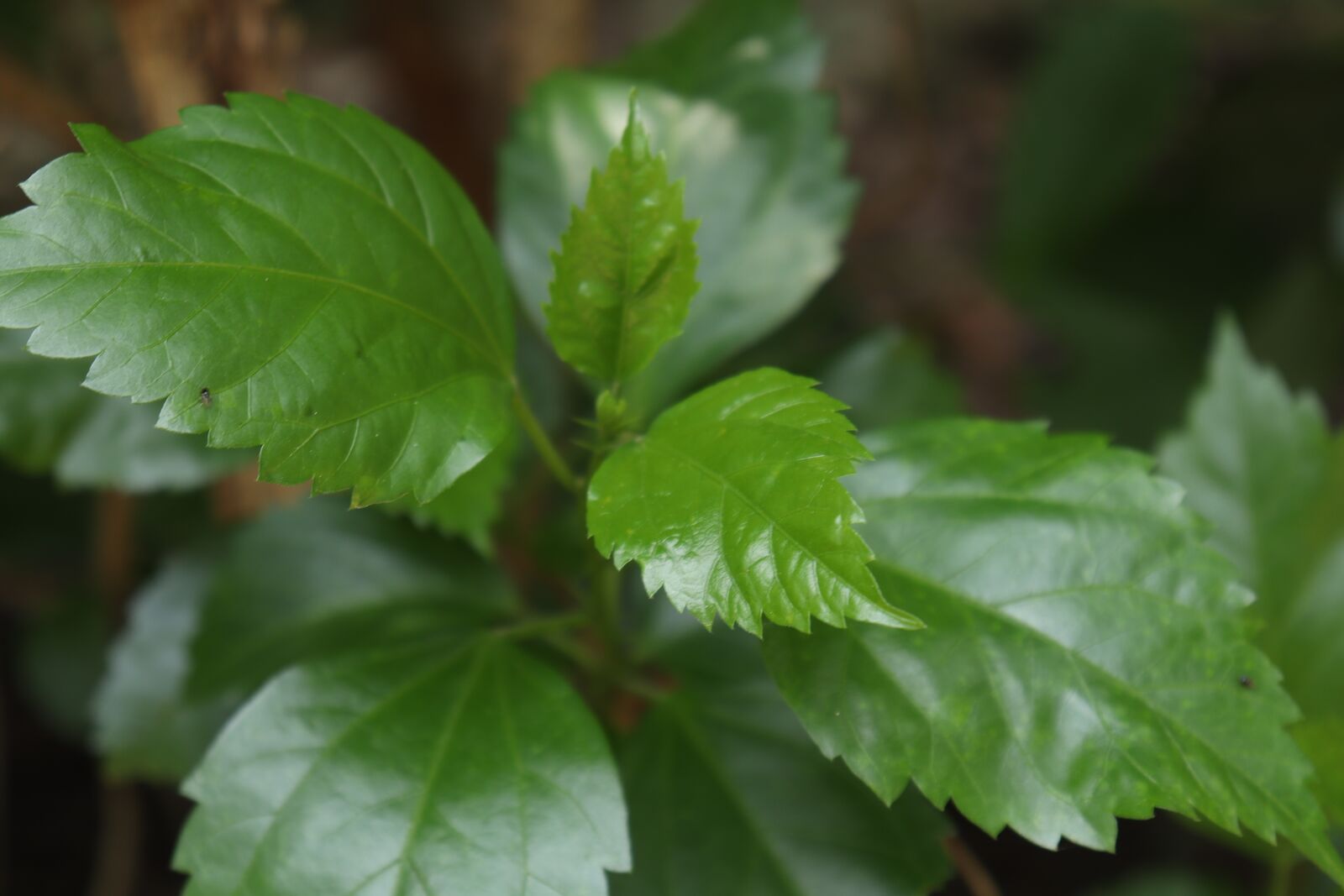 Canon EOS 250D (EOS Rebel SL3 / EOS Kiss X10 / EOS 200D II) sample photo. Green, leaves, nature photography