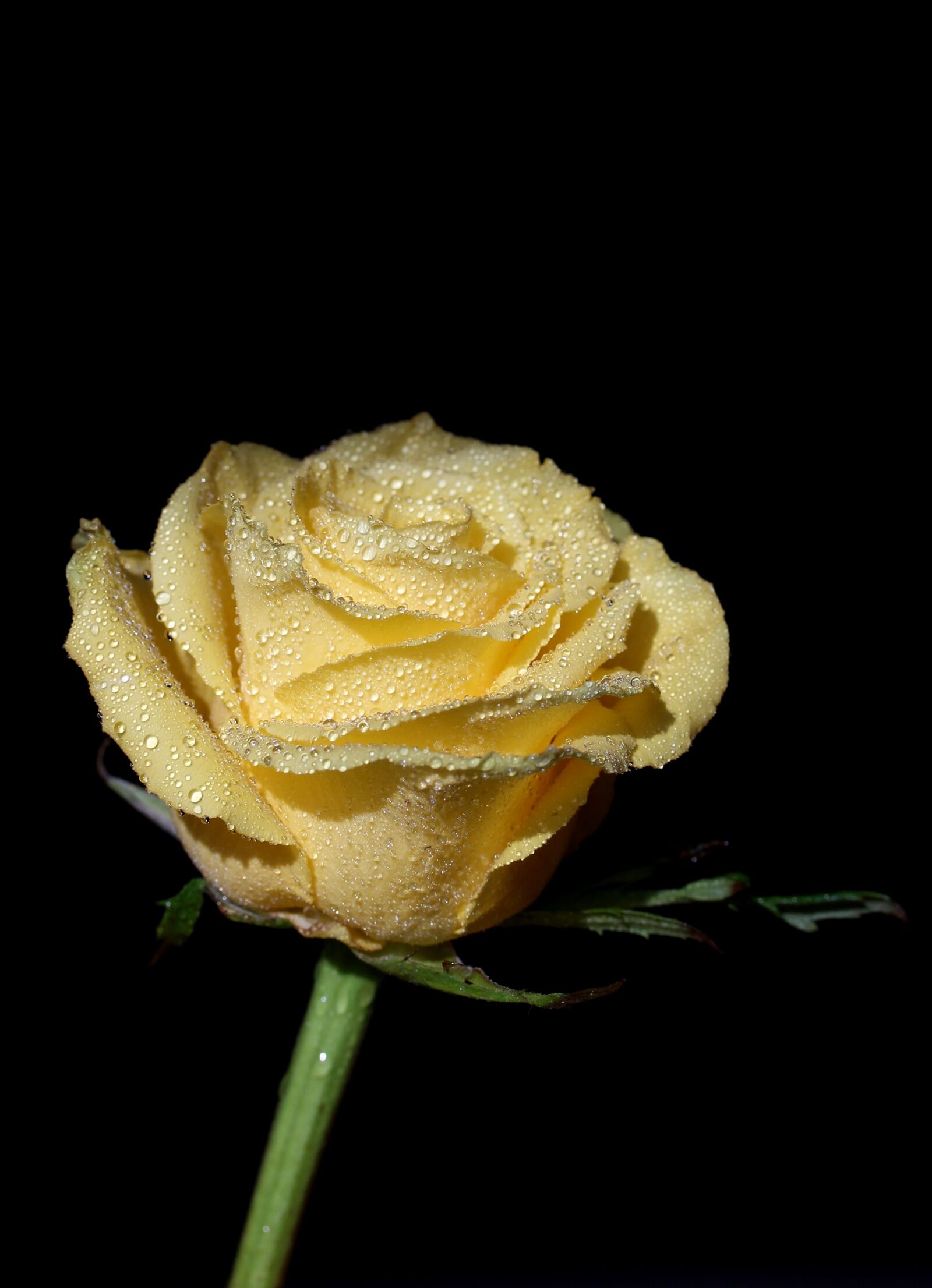 Canon EOS 700D (EOS Rebel T5i / EOS Kiss X7i) sample photo. Rose, yellow, dew photography