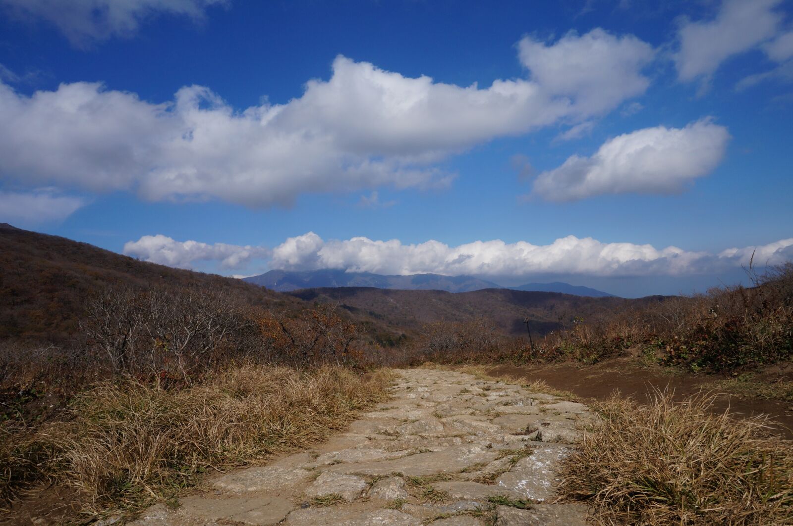 Sony Alpha NEX-3N sample photo. Cloud, sky, wood photography