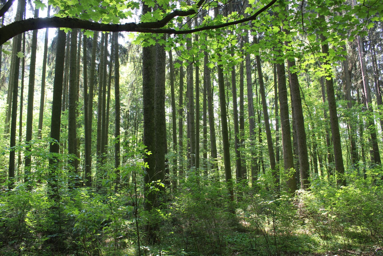 Canon EOS 1300D (EOS Rebel T6 / EOS Kiss X80) sample photo. Forest, trees, log photography