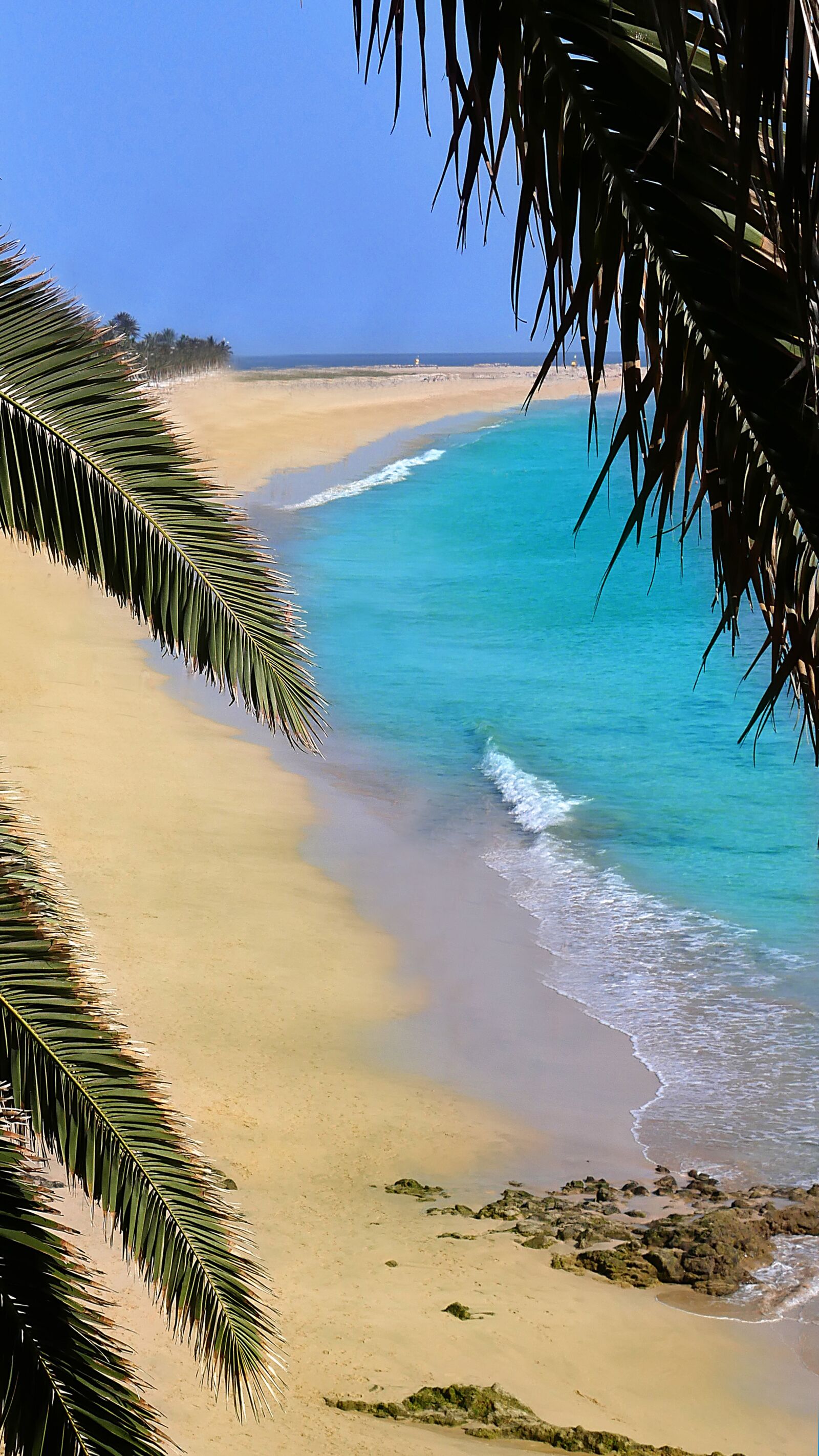 Panasonic Lumix DMC-GX85 (Lumix DMC-GX80 / Lumix DMC-GX7 Mark II) sample photo. Beach, palm tree, sun photography