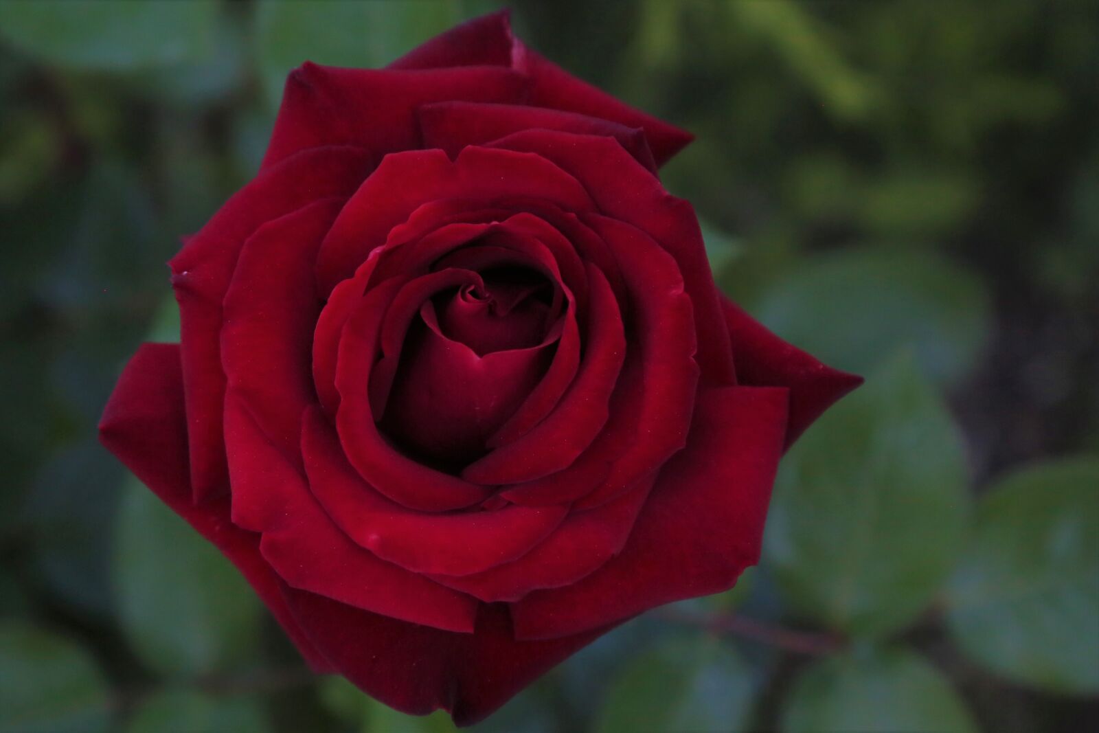 Canon EF 24-105mm F4L IS USM sample photo. Rose, spring, nature photography