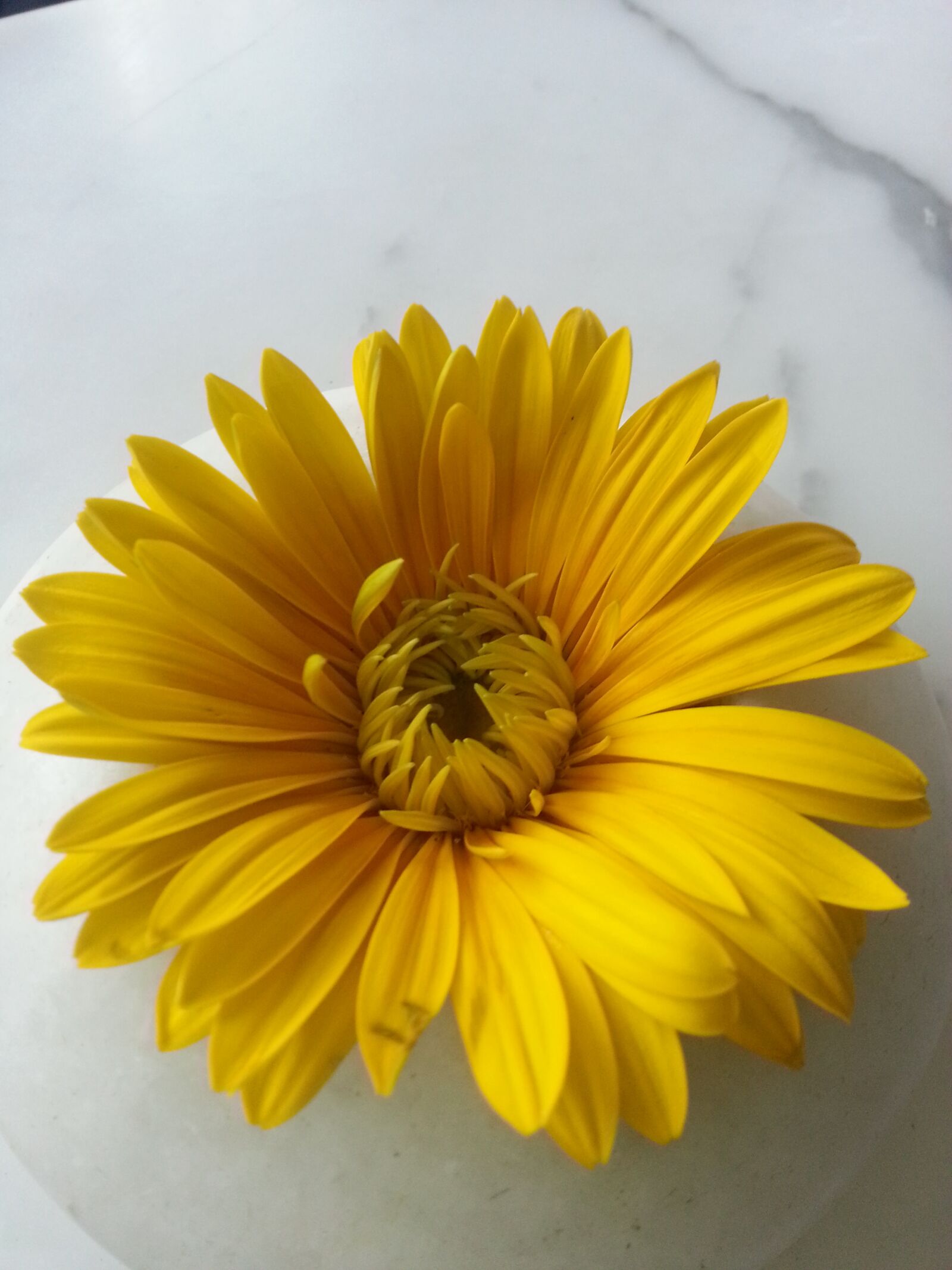 Samsung Galaxy Note2 sample photo. Nature, flower, flora photography