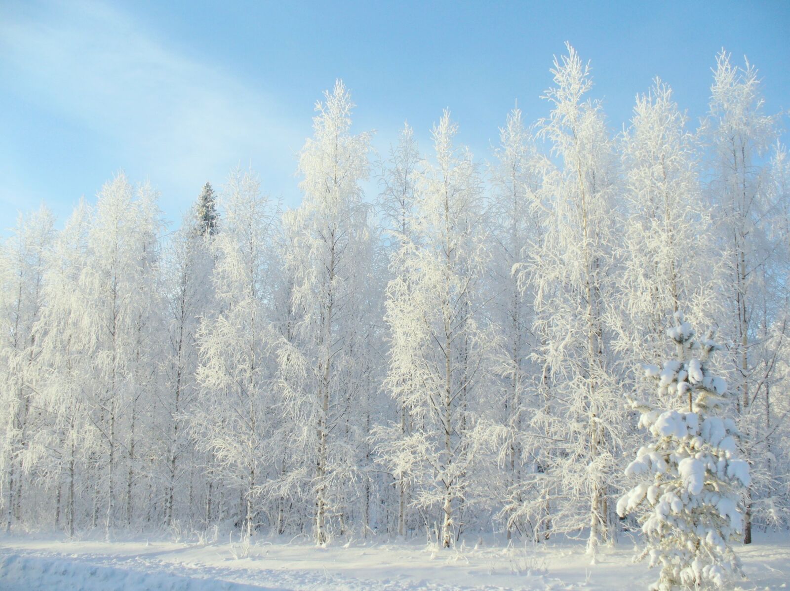 Panasonic DMC-LZ2 sample photo. Winter, forest, snow photography