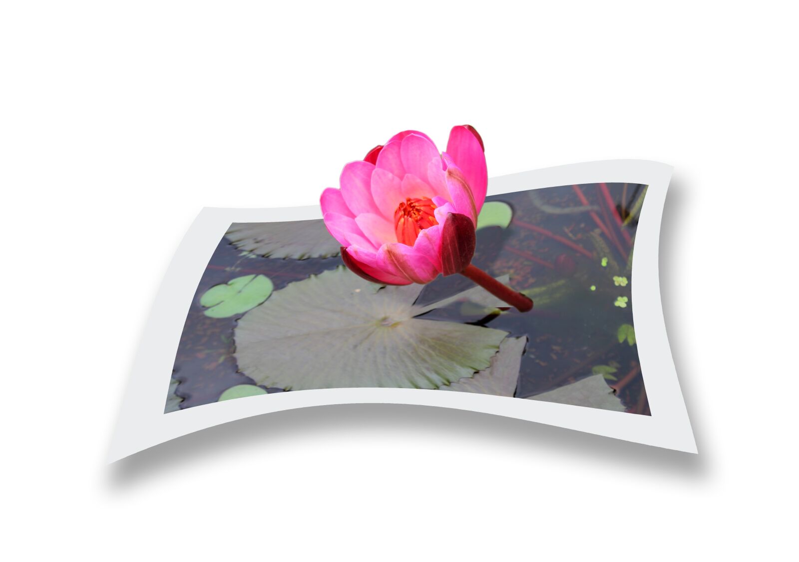 Canon EOS 1100D (EOS Rebel T3 / EOS Kiss X50) sample photo. Lotus, flower, nature photography