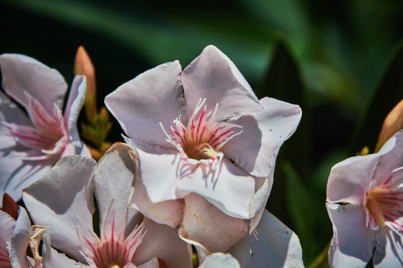 Nikon D7200 sample photo. Flower, white, plant photography