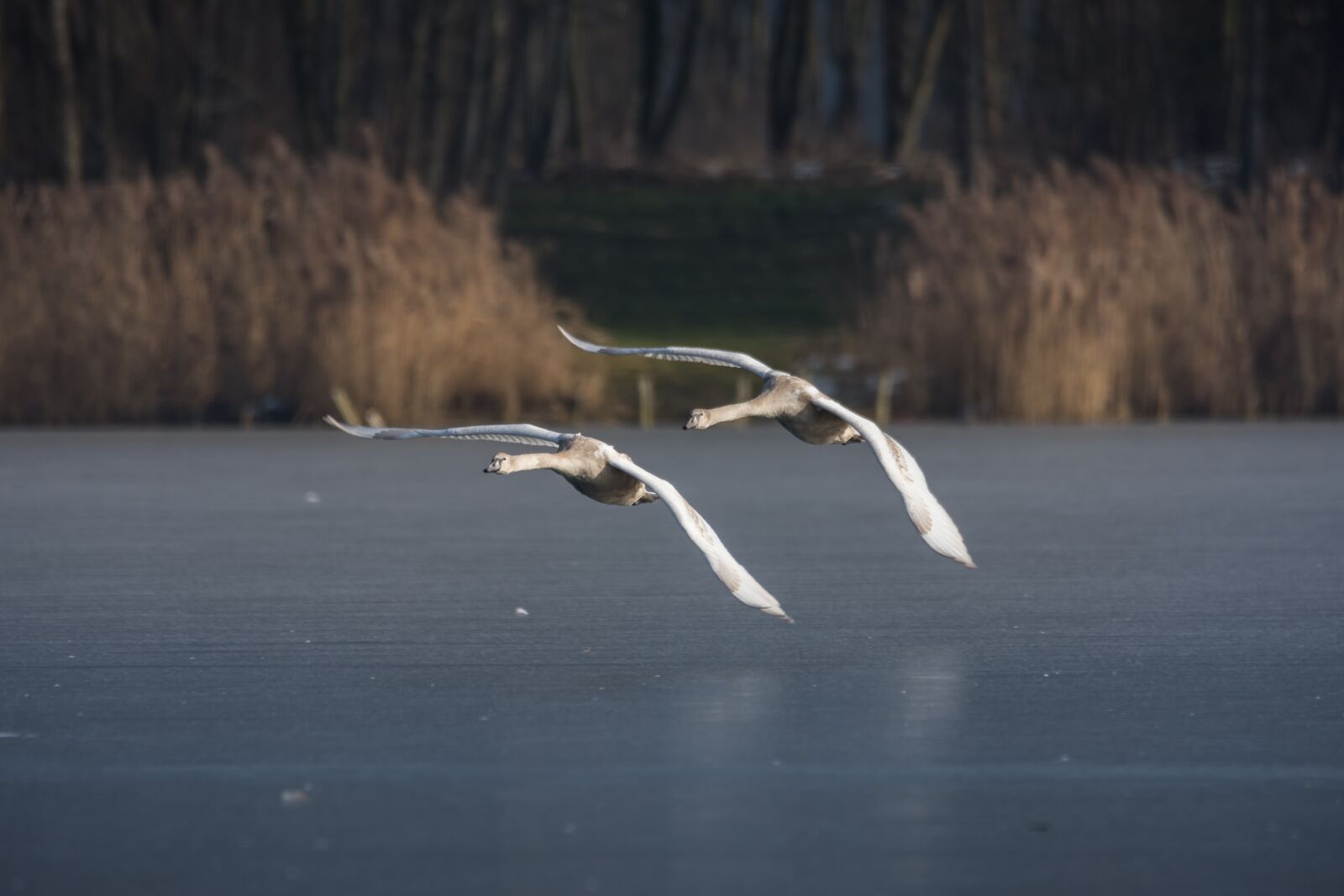 Nikon D7200 sample photo. Swan, nature, bird photography
