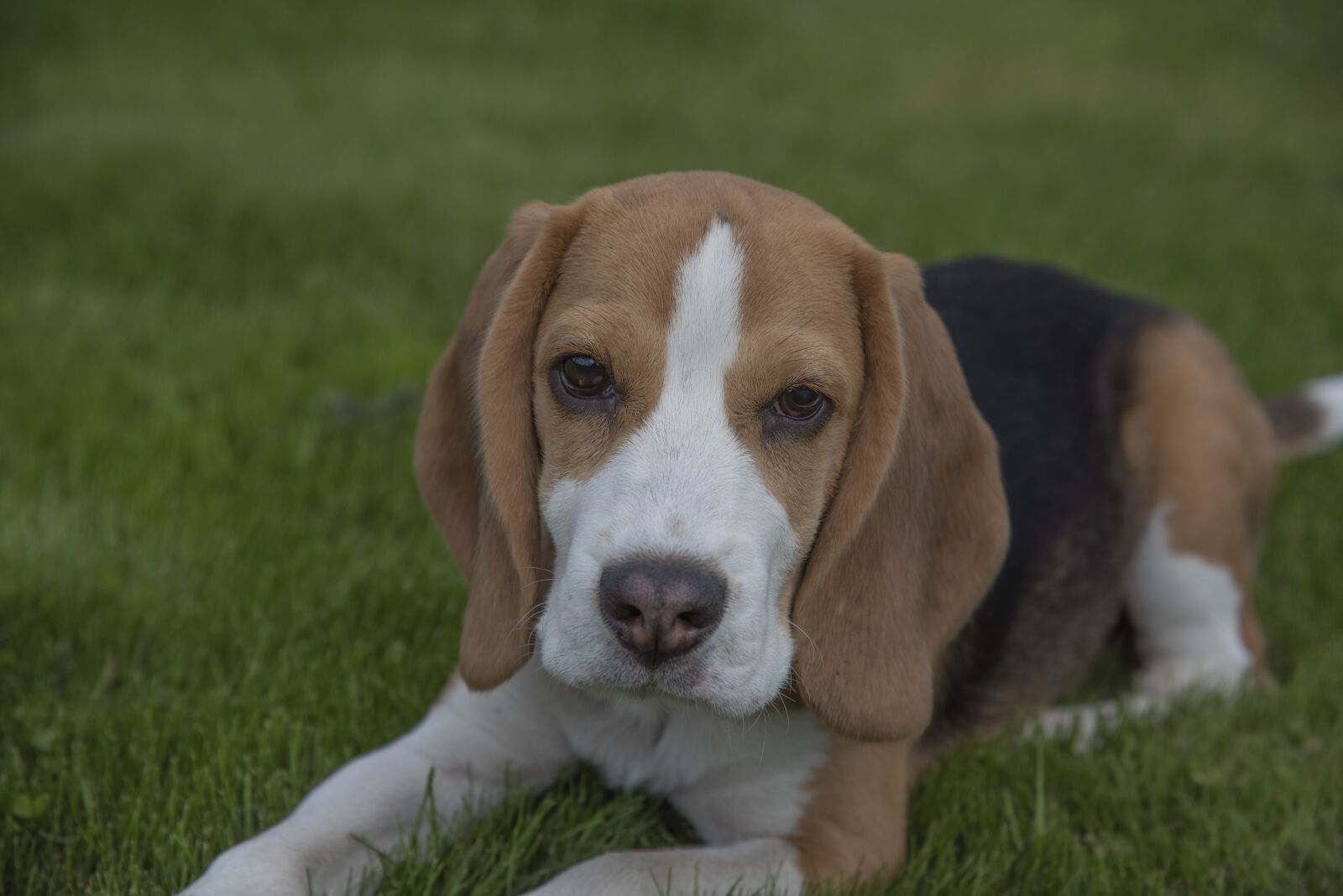 Nikon D750 sample photo. Beagle, dog, puppy photography