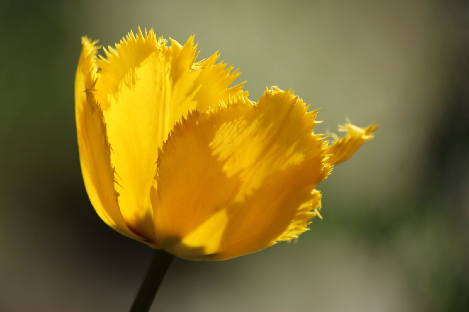 Canon EOS 1300D (EOS Rebel T6 / EOS Kiss X80) sample photo. Tulip, yellow, backlighting photography