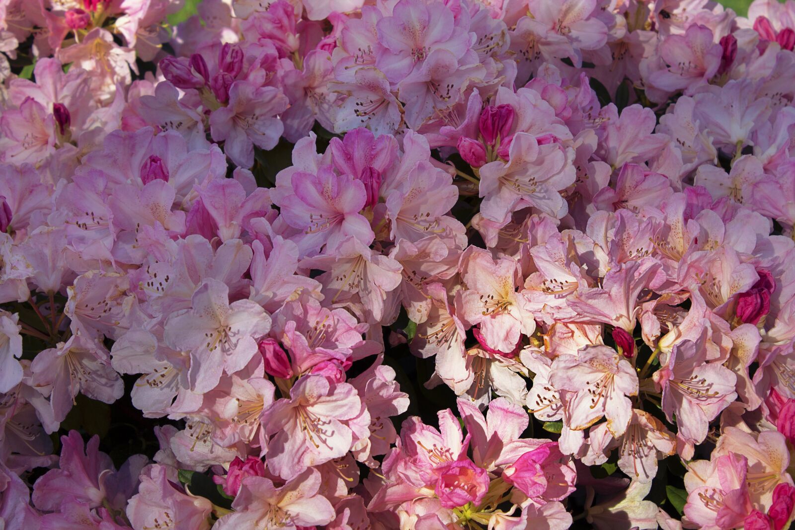 Canon EOS 1100D (EOS Rebel T3 / EOS Kiss X50) sample photo. Flowers, rhododendron, pink photography