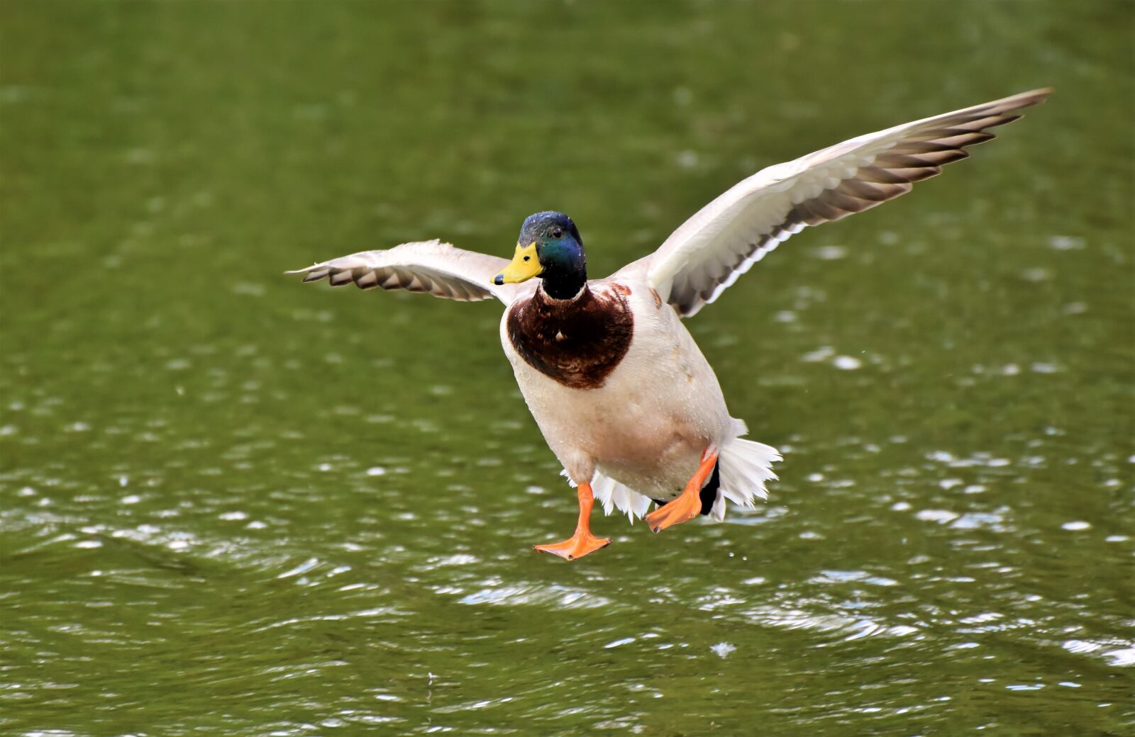 Nikon D7200 sample photo. Duck, drake, water bird photography