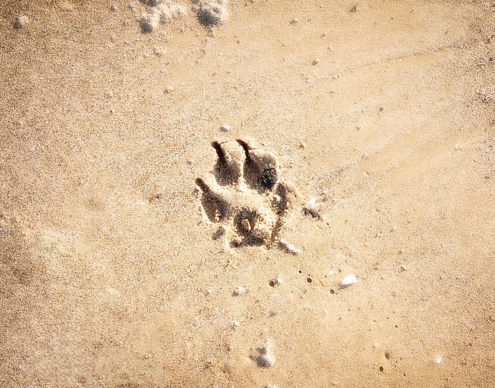 Nikon D5500 sample photo. Sand, beach, print photography