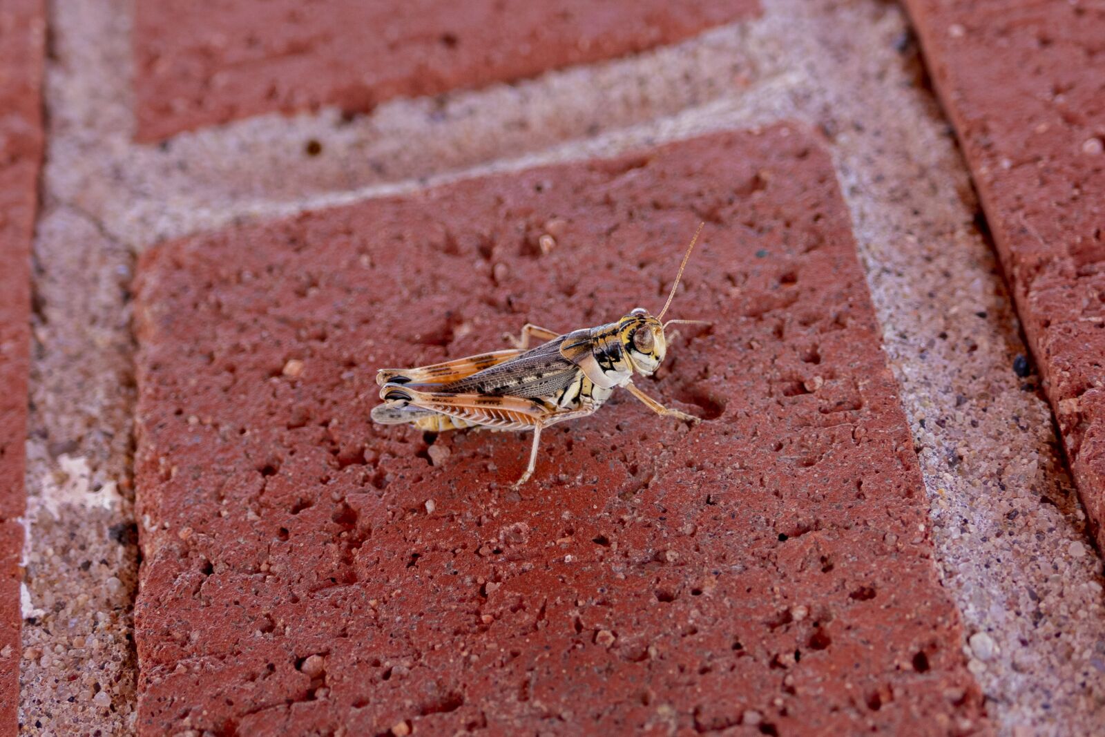 Panasonic Lumix DMC-FZ1000 sample photo. Grasshopper, brick, insect photography