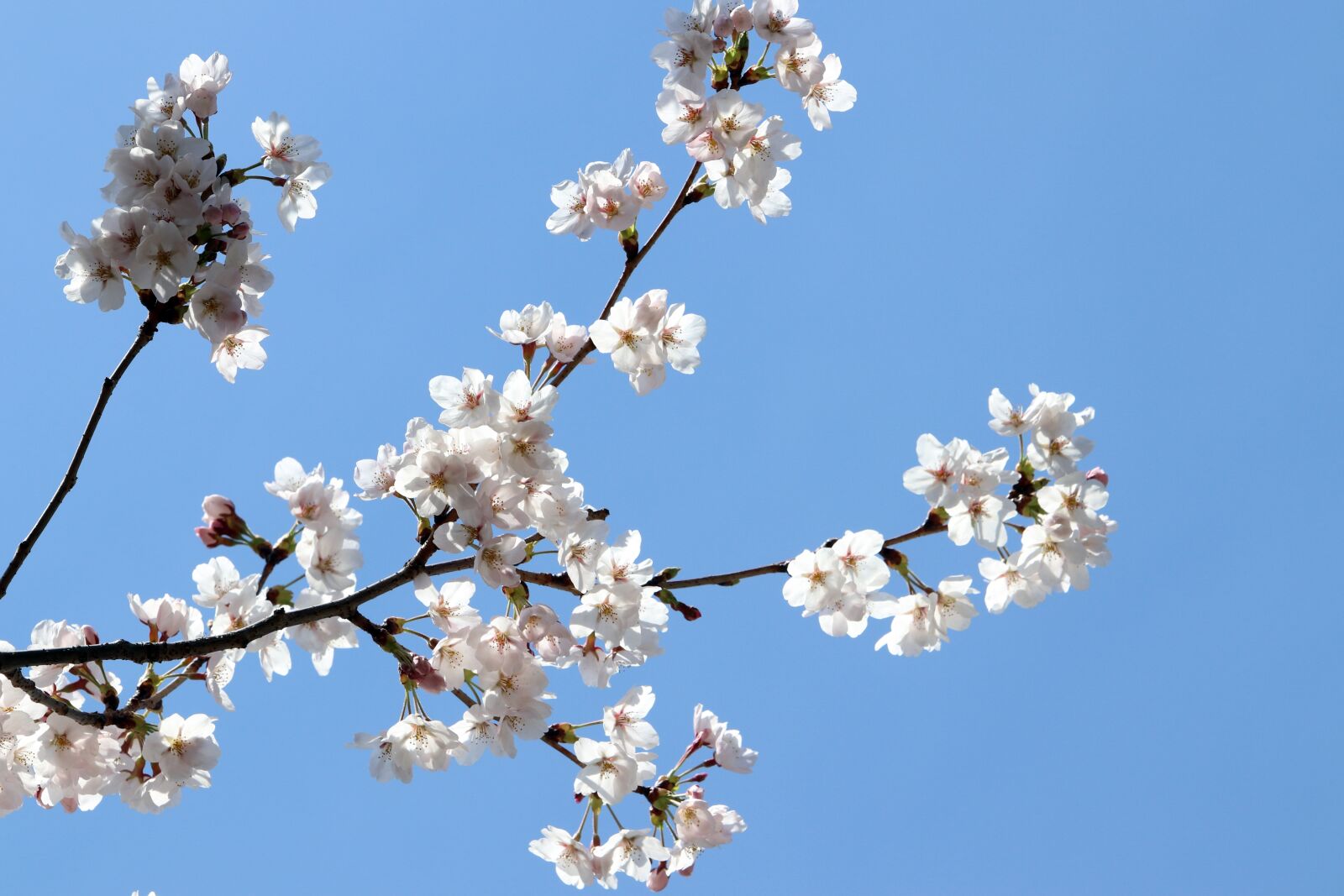 Canon EF 70-200mm F2.8L USM sample photo. Cherry blossom, spring, flowers photography