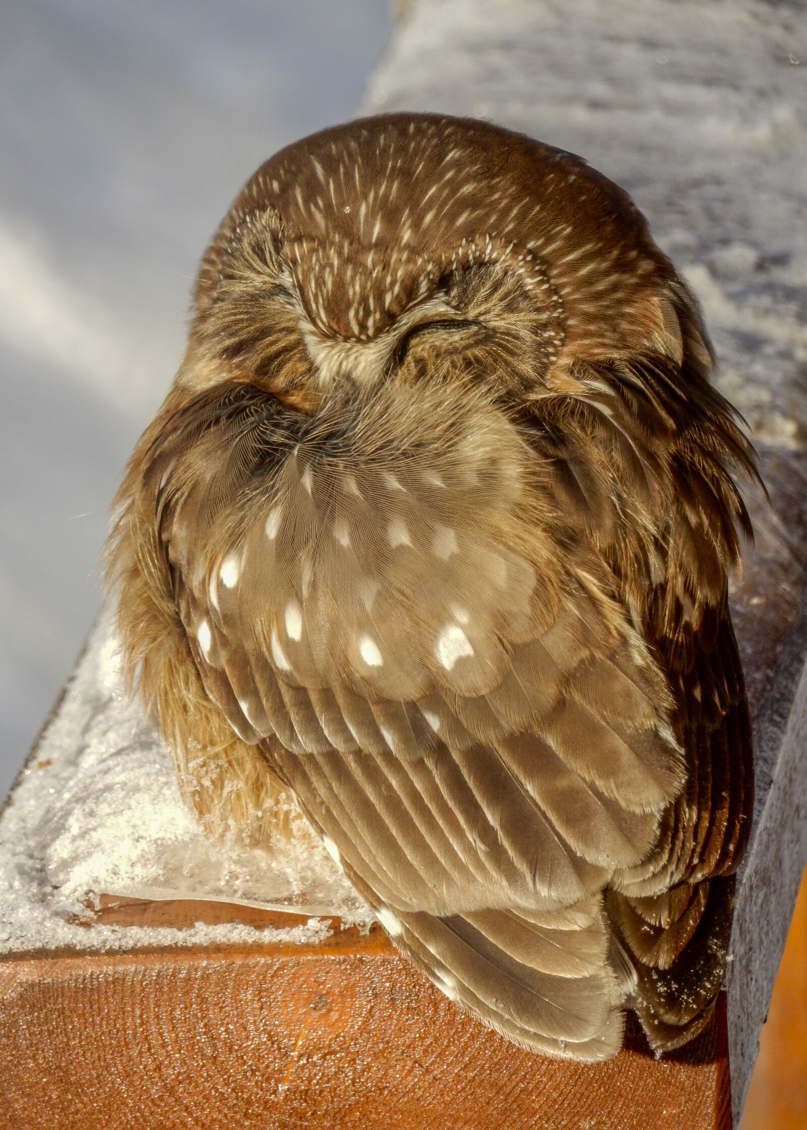 Nikon Coolpix S9900 sample photo. Owl, young, small photography