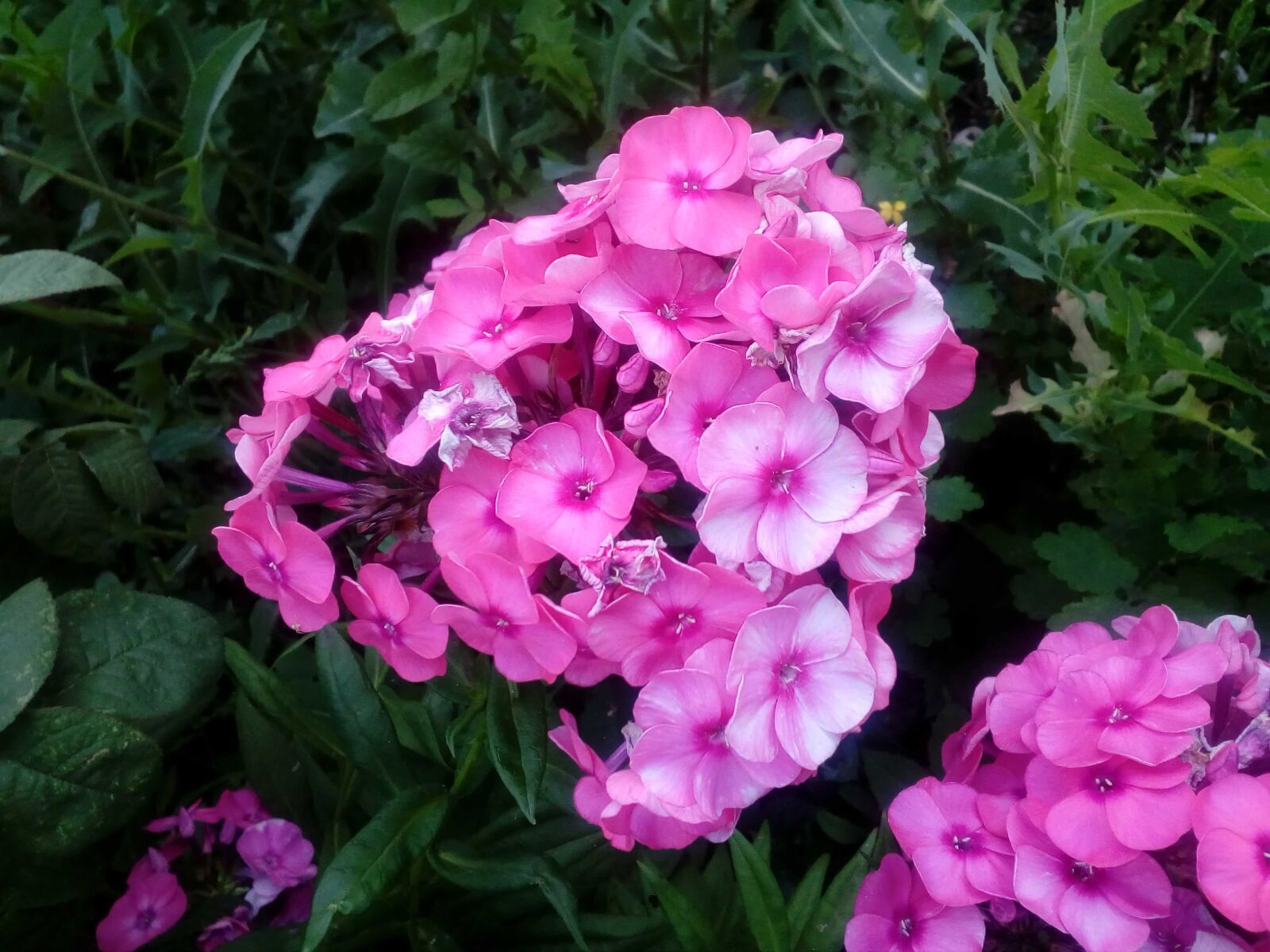 ZTE BLADE A510 sample photo. Flower garden, pinkish, bouquet photography