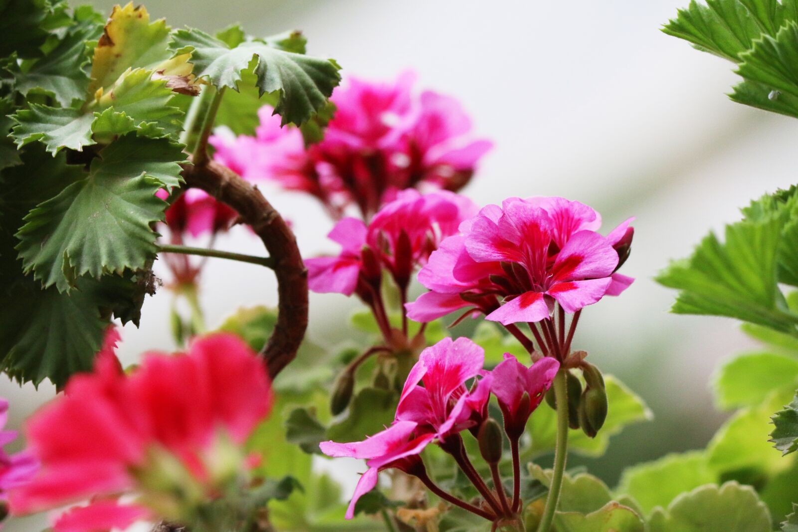 Canon EOS 70D sample photo. Flower, geranium, bloom photography