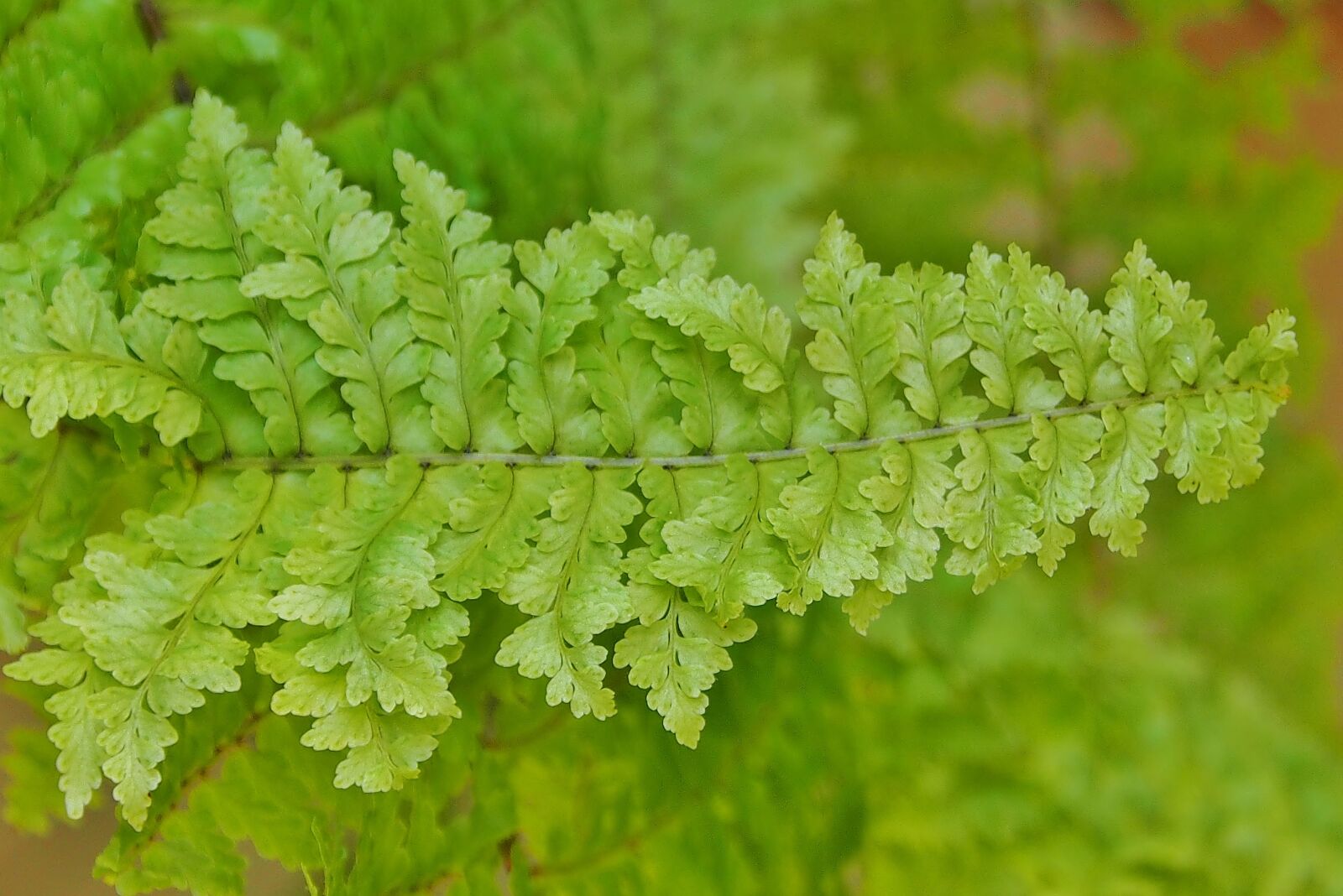 Olympus OM-D E-M5 sample photo. Leaf, plant, fern photography
